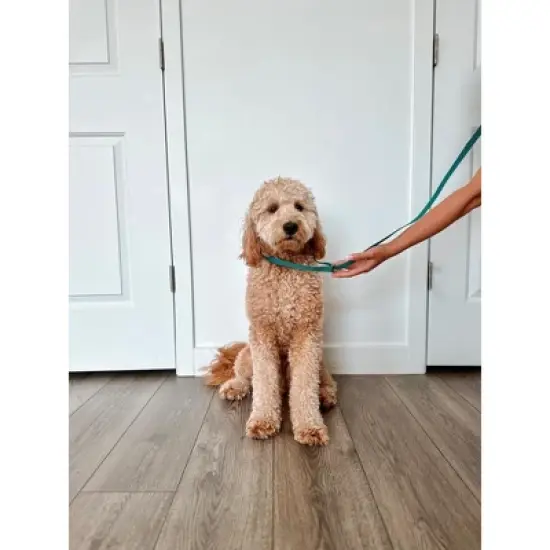 Midlee 4 Foot Dog Kennel Slip Lead Heavy Duty Nylon Pack of 10 image {1}