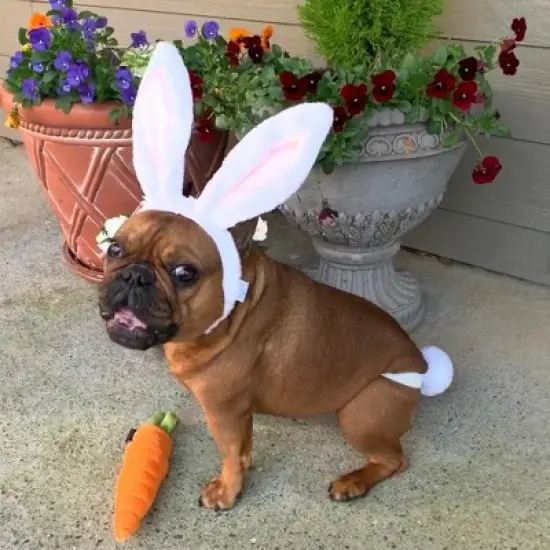 Midlee White Bunny Ears for Dogs with Tail image {3}