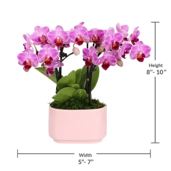 Live 4" Pink Duo Orchid Houseplant in Dot Planter image {2}