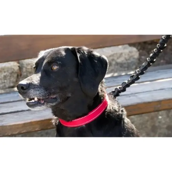 Happilax 11'' - 13'' Dog Collar - Black - Small image {3}