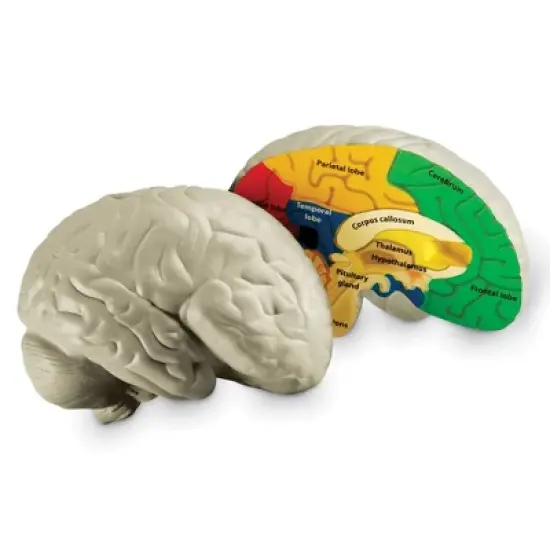 Learning Resources Cross-Section Brain Model, 5" Long, Ages 7+ image {4}