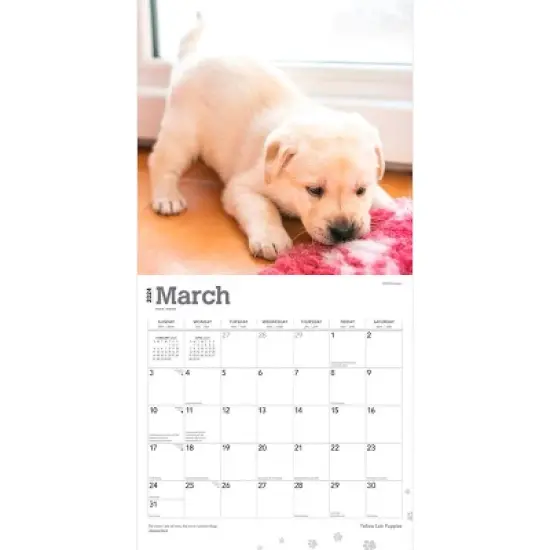 Browntrout 2024 Wall Calendar 12"x12" Labrador Retriever Puppies Yellow image {2}