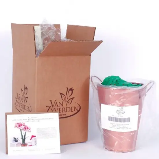 Van Zyverden Amaryllis Red Popov Flower Bulb with Artisan Decorative Planter image {4}