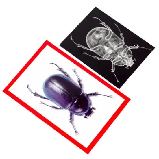 Roylco Insect X-Ray and Picture Cards - 36 Pieces image {1}