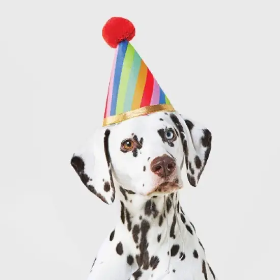 Birthday Headwear Dog Hat - Boots & Barkley&trade; One Size Fits Most image {3}