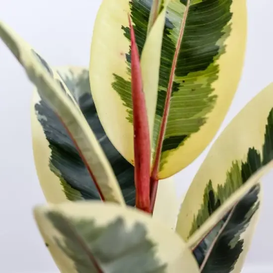 8" Foliage - Good Little Garden&trade; image {1}