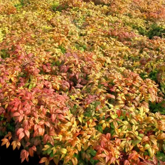 National Plant Network Outdoor Live Fire Power Nandina Plant - 1ct 1gal image {7}