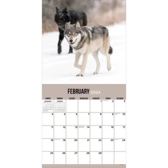 TF Publishing 2024 Wall Calendar 12"x12" Wolves image {1}