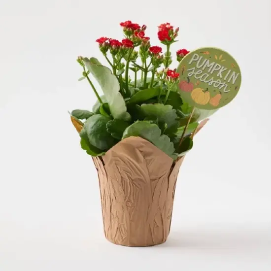 Live Pumpkin Spice Kalanchoe Plant - Good Little Garden&trade; image {3}