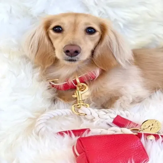 PoisePup &ndash; Luxury Pet Dog Collar &ndash; Soft Premium Italian Leather Padded Adjustable Collar for Small, Medium and Large Dogs - Melting Hearts image {2}