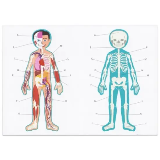 Blue Panda 17-Pcs Large Magnetic Human Body Puzzle for Kids, Double-Sided Anatomy and Organs, Skeleton, Body Parts Model (3 ft) image {5}