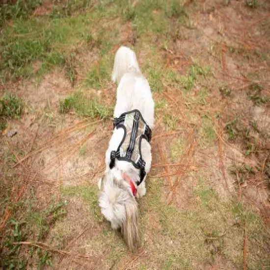 Doggy Tales Realtree 2X Sport Harness Edge image {1}