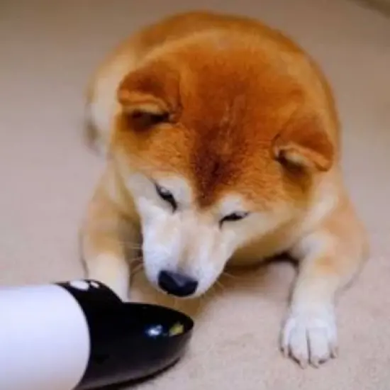 Instachew Rover Travel Pet Water Bottle - Black image {2}