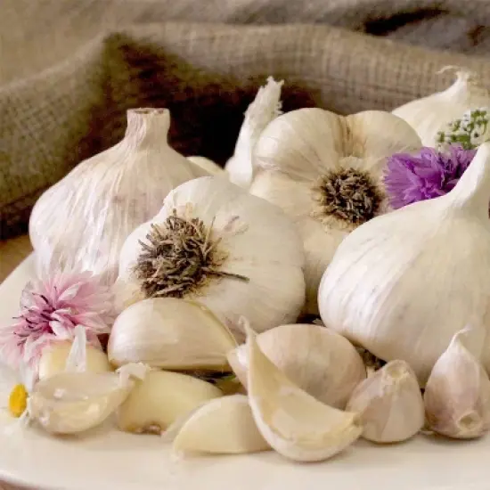 Van Zyverden 5ct Cloves Garlic Softneck Silverskin Inchelium Red image {6}