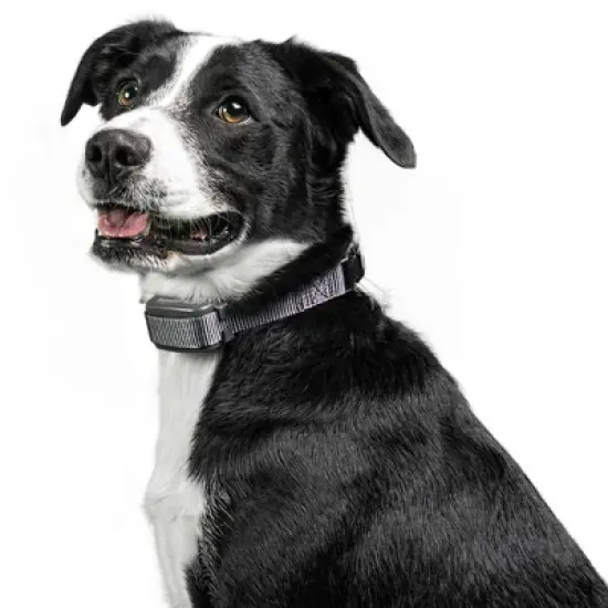 Premier Pet Rechargeable Bark Adjustable Collar - Black image {11}