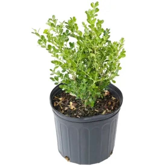 National Plant Network Outdoor Live Wintergreen Boxwood Plant - 1ct 1gal image {7}