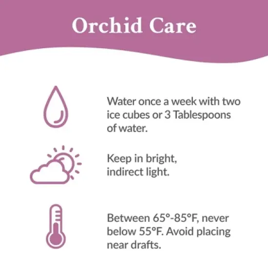 Live 3" Salmon Petite Orchid Houseplant with Moss in Evi Pot image {3}