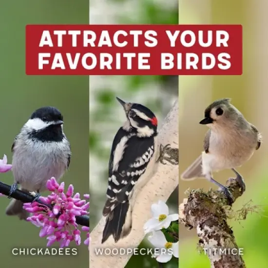 Melody Select 4.5lb Nut, Fruit & Berry Wild Bird Food image {6}