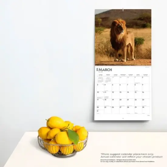 Browntrout 2024 Wall Calendar 12"x12" Lions image {3}