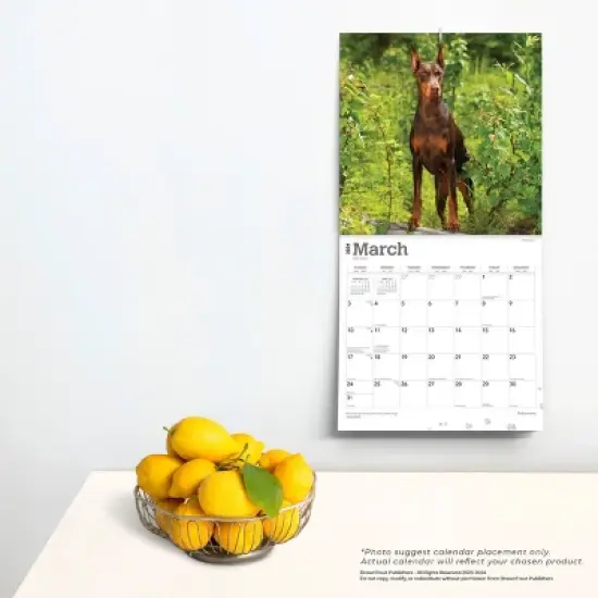 Browntrout 2024 Wall Calendar 12"x12" Dobermans Calendar image {3}