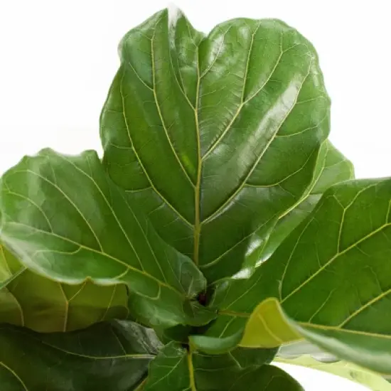 Ficus Lyrata Standard - National Plant Network image {1}