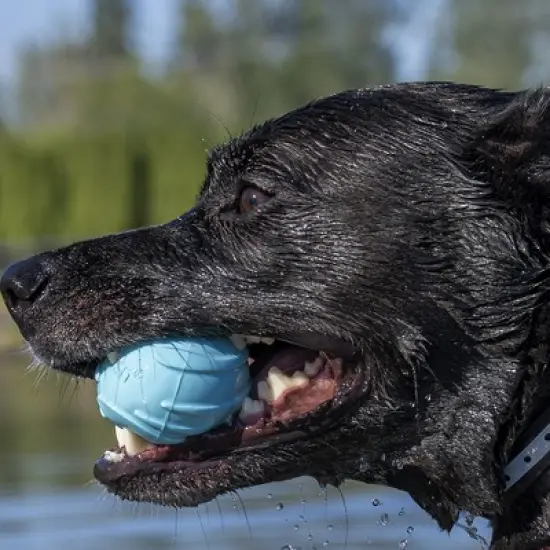 FurHaven Fetch N' Fun TPR Ball with Squeaker 3 Pack image {1}