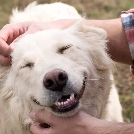 Greenies Teenie Original Chicken Dental Dog Treats image {5}