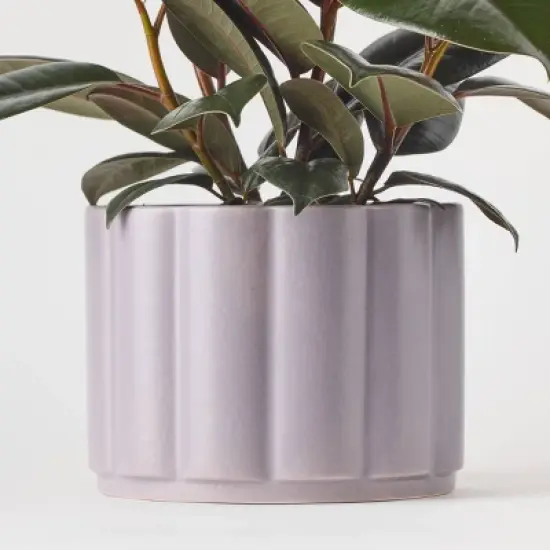 Greenwich Foliage - Good Little Garden&trade; image {5}