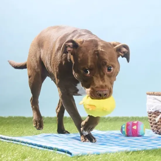 BARK Easter Chickie Poo Dog Animal Ball Toy - 2pc image {2}