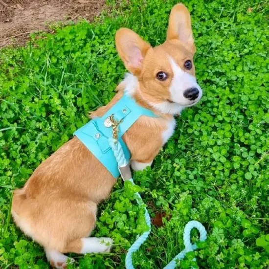 PoisePup &ndash; Luxury Pet Dog Harness &ndash; Soft Premium Italian Leather w/Crystal Harness for Small and Medium Dogs - Sunshine Babe image {2}