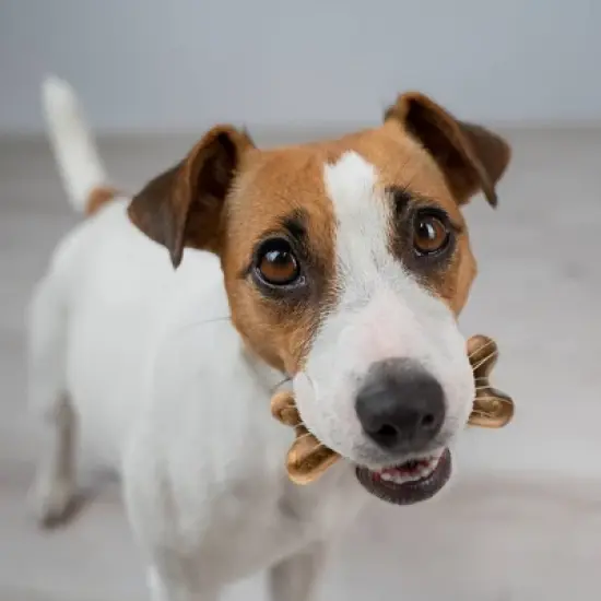 Zesty Paws Dental with Cinnamon Dog Treats - Large - 8ct image {5}