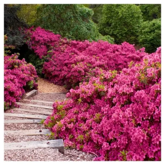 Azalea 'Rene Michelle' 1pc - National Plant Network - U.S.D.A. Hardiness Zones 5 - 8 image {2}