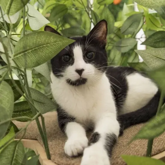 On2Pets Square Cat Tree - Small - Green image {2}