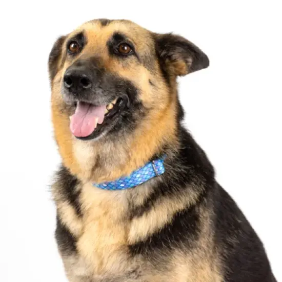 Country Brook Petz - Mermaid Scales Martingale Dog Collar image {9}