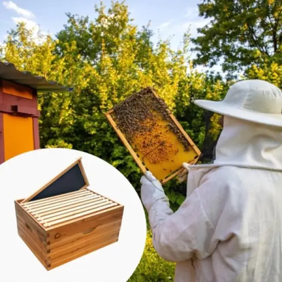 Bee Hive, 10-Frame Deep Brood Box - Pre-Assembled Langstroth Beehive Dipped in 100% Beeswax with Frames & Wax Foundations image {4}