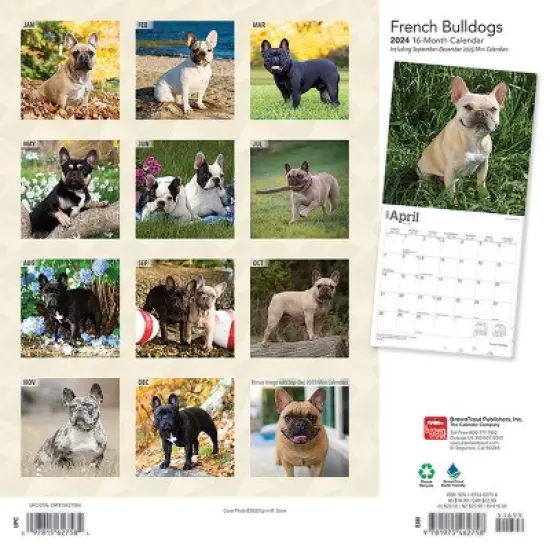 Browntrout 2024 Wall Calendar 12"x12" French Bulldogs image {1}