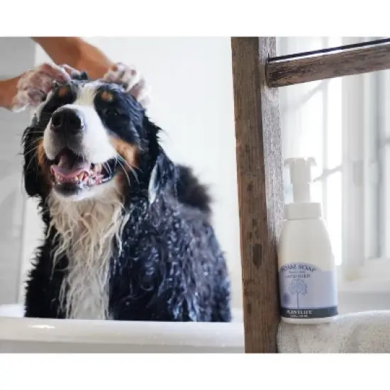 Plantlife Lavender Foam Soap &ndash; Gentle, Moisturizing, Plant-Based &ndash; Ideal for Hand & Body Wash, Shaving, Kids&rsquo; Foaming Fun &ndash; 8.5oz image {5}