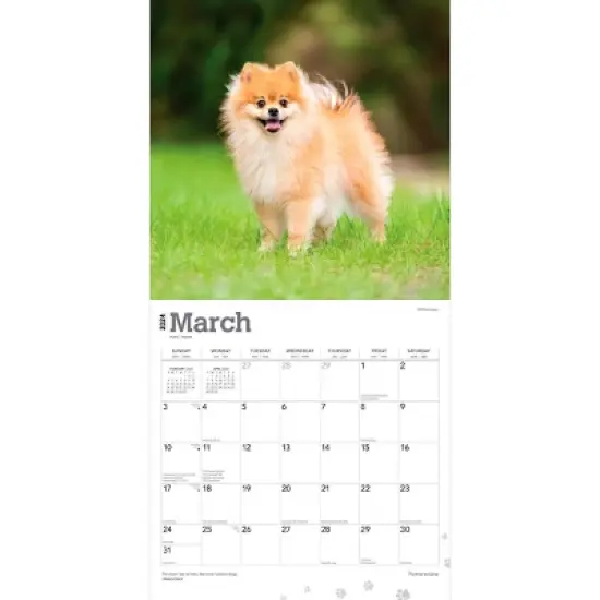 Browntrout 2024 Wall Calendar 12"x12" Pomeranians image {2}
