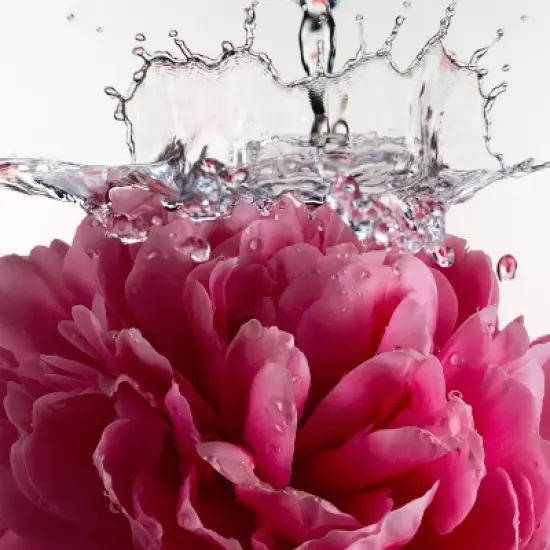 Athena Club All Over Solid Deodorant Petal Bloom - 3oz image {5}