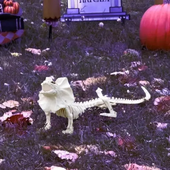 Frilled Lizard Skeleton Halloween Decoration- Weather Resistant for Indoor/Outdoor Decor- Perfect for Tabletop Party Decor, Haunted Houses, Graveyards image {1}