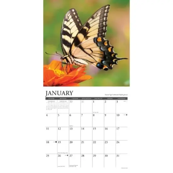 Willow Creek Press 2026 Butterflies Wall Calendar image {2}