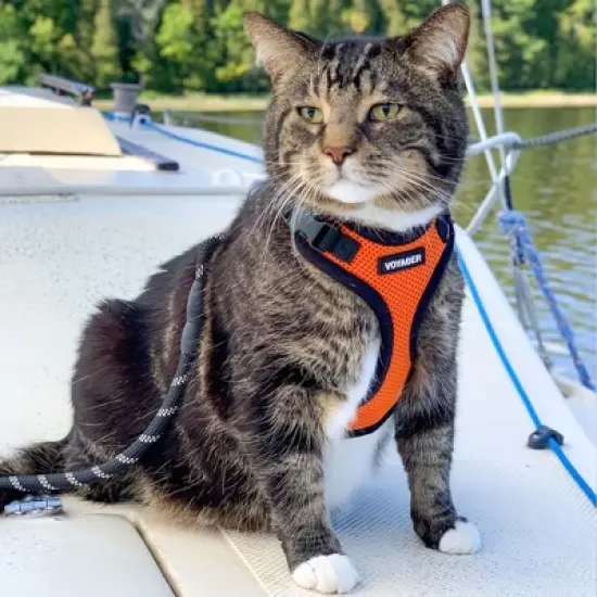 Voyager Step-In Lock Adjustable Dog & Cat Harness for All Breeds, Breathable Mesh image {4}