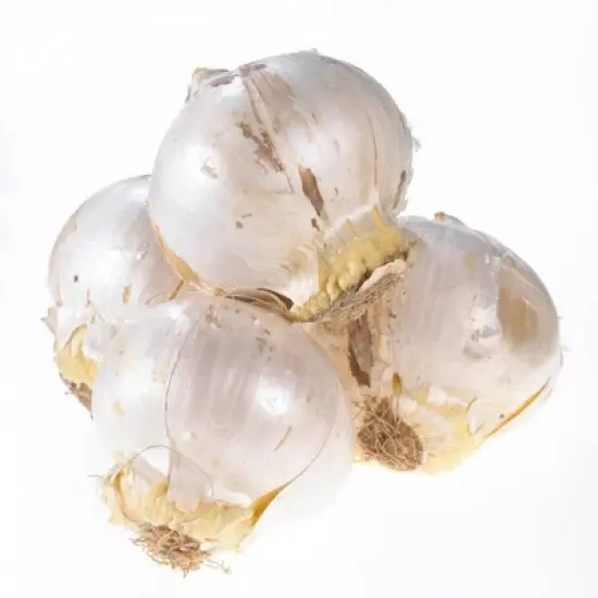 Set of 1 Allium Globemaster Bulbs - Van Zyverden image {4}
