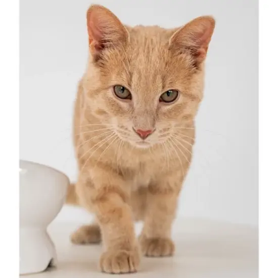 Dexypaws: Elevated Ceramic Bowl For Cats - White - 7oz Capacity image {3}