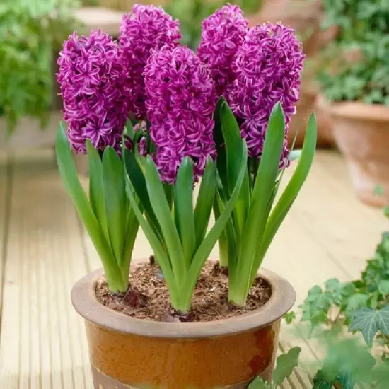 Van Zyverden 10ct Bulbs Hyacinth Purple Sensation image {1}