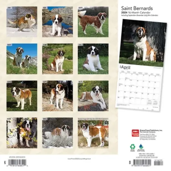Browntrout 2024 Wall Calendar 12"x12" Saint Bernards image {1}