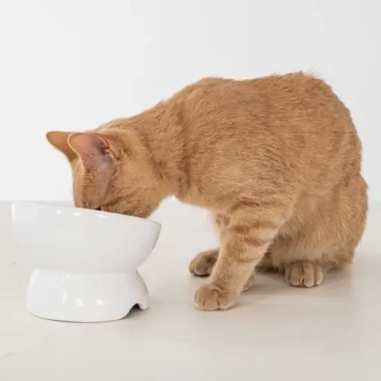 Dexypaws: Elevated Ceramic Bowl For Cats - White - 7oz Capacity image {1}