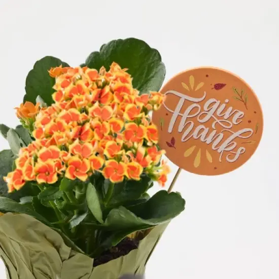 Live Pumpkin Spice Kalanchoe Plant - Good Little Garden&trade; image {8}