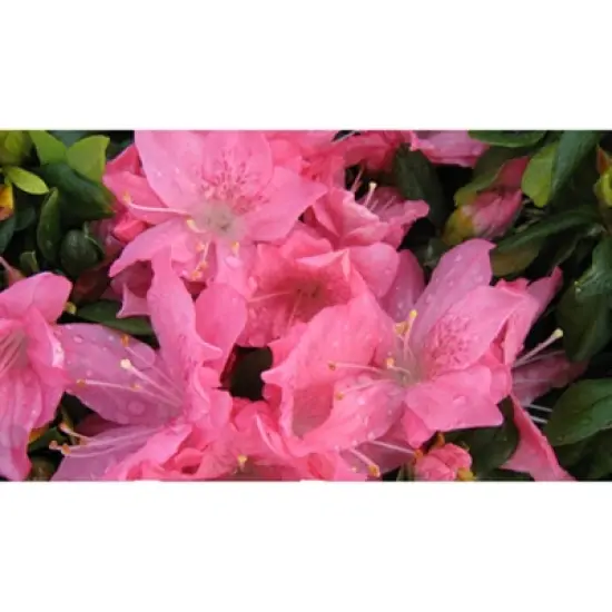 2.5qt Pink Pearl Azalea Plant with Pink Blooms - National Plant Network image {4}