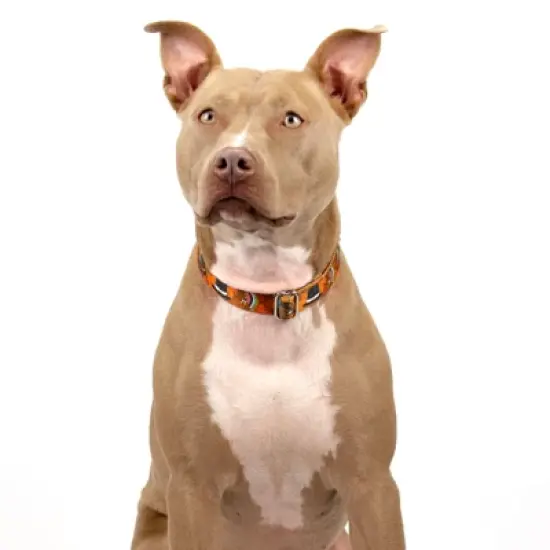 Country Brook Petz Thanksgiving Tradition Martingale Dog Collar image {4}